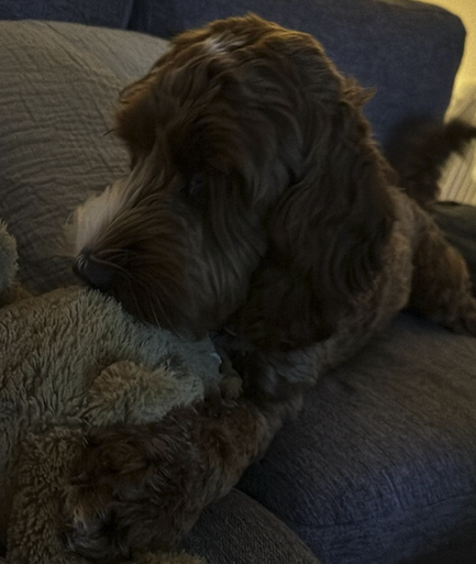 Vera the labradoodle on the sofa, inspiration for our dog separation anxiety app